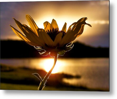 Flower Metal Print featuring the photograph Uplifting by Karen Scovill