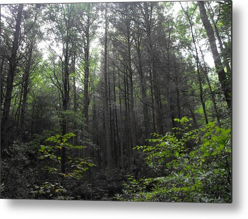 Woods Metal Print featuring the photograph War Women Dell Forest by Eva Thomas