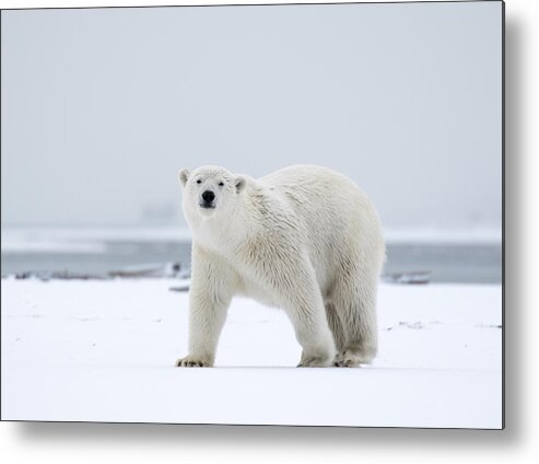 Animal Metal Print featuring the photograph Watchful in the Arctic by Cheryl Strahl