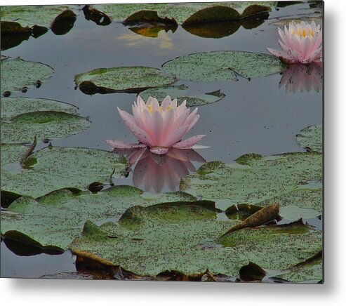 Flower Metal Print featuring the photograph Water Lily by Carl Moore