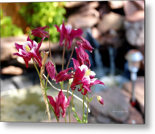 Flower Metal Print featuring the photograph Waterfall and Columbine I - Pride of Colorado by Christine S Zipps