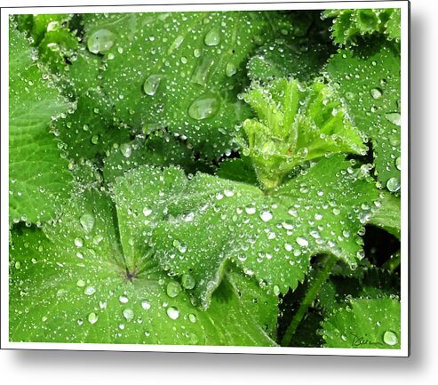 Raindrops Metal Print featuring the photograph Wet by Peggy Dietz