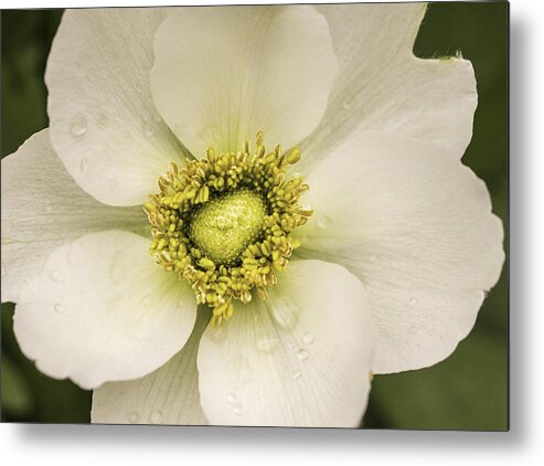 Anemone Metal Print featuring the photograph White Anemone by Cathy Donohoue