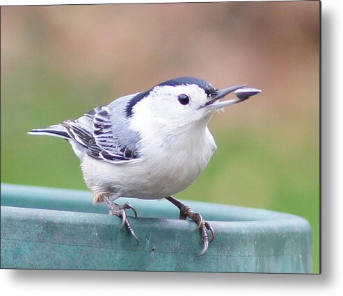 White-breasted Nuthatch Metal Print featuring the photograph White-breasted Nuthatch I by Robert E Alter Reflections of Infinity