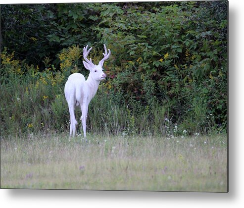 White Buck Metal Print featuring the photograph White Buck in Velvet 4 by Brook Burling