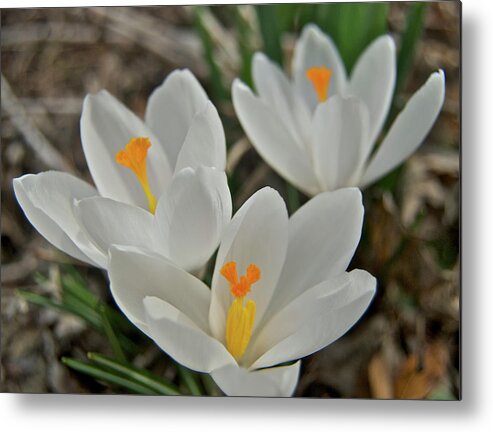 Crocus Metal Print featuring the photograph White Croci by Michael Peychich