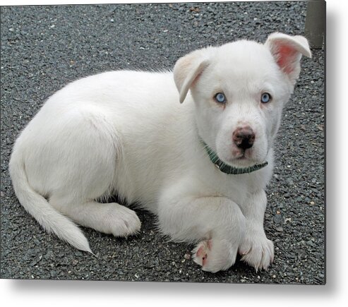 Dog Metal Print featuring the photograph White Dog Blue Eyes by Barbara McDevitt