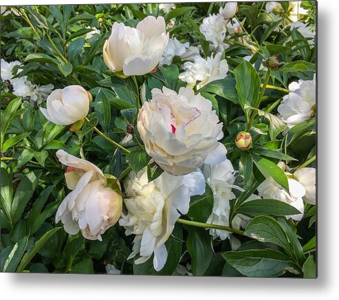 White Peonies Metal Print featuring the photograph White Peonies in North Carolina by Chris Berrier