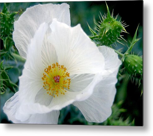Flower Metal Print featuring the photograph White Prickly Poppy by Adam Johnson