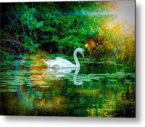 White Swan Metal Print featuring the photograph White swan by Lilia S