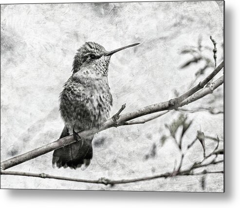 Hummingbird Metal Print featuring the photograph Wind in Her Feathers by Angie Vogel