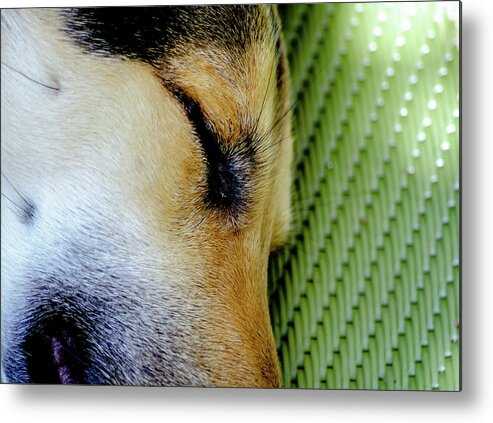 Dog Metal Print featuring the photograph Wiskers Fur-n-Plastic by Tim Dussault