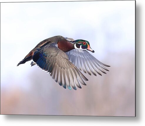 Wood Duck Drake In Flight Metal Print featuring the photograph Wood duck drake in flight by Lynn Hopwood