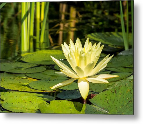 Yellow Water Lily Metal Print featuring the photograph Yellow Water Lily by Paula Ponath