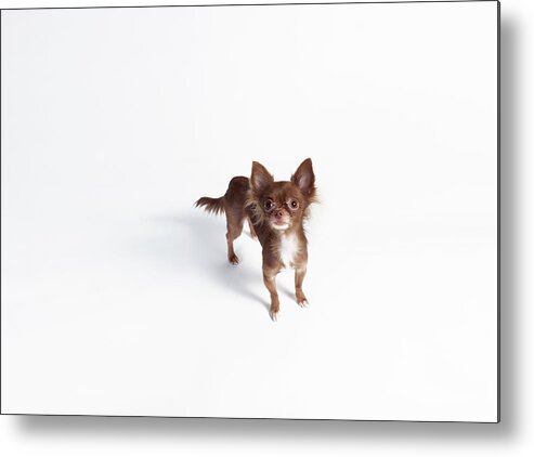 Pets Metal Print featuring the photograph Chihuahua Looking Up #1 by Stilllifephotographer