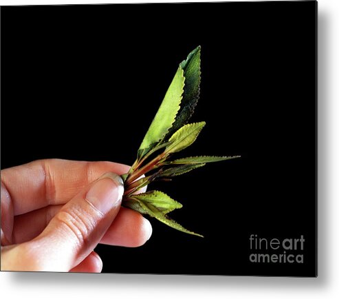Ethiopian Metal Print featuring the photograph Qat Leaves #1 by Cordelia Molloy/science Photo Library