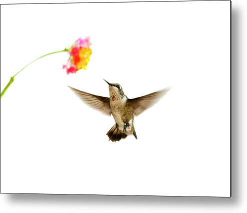 White Background Metal Print featuring the photograph Ruby-throated Hummingbird #2 by Jim Mckinley