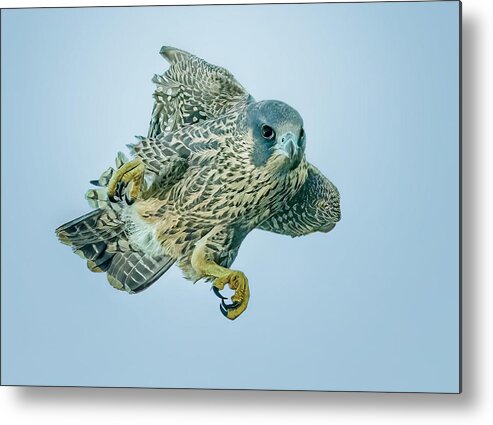 Falcon Metal Print featuring the photograph Juvenile Falcon #3 by Tao Huang