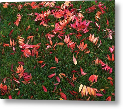 Leaves Metal Print featuring the photograph Signs of Autumn #5 by Richard Thomas