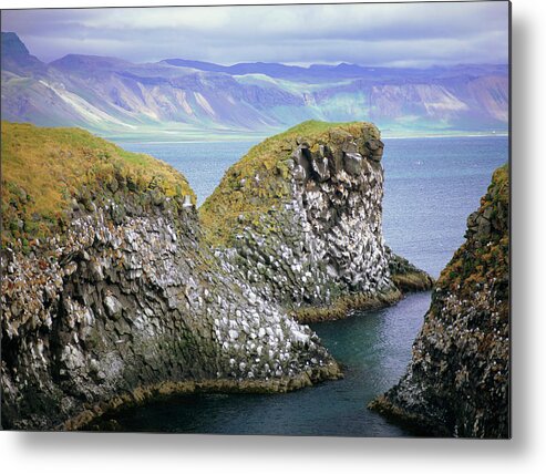 Sea Cliff Nesting Sites In The Columnar Basalt For Sea Birds Such As Kittiwake (rissa Tridactyla) Metal Print featuring the photograph 586-1296 by Robert Harding Picture Library