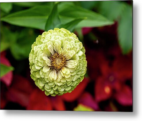 Zinnia Metal Print featuring the photograph Zinnia #6 by Robert Ullmann