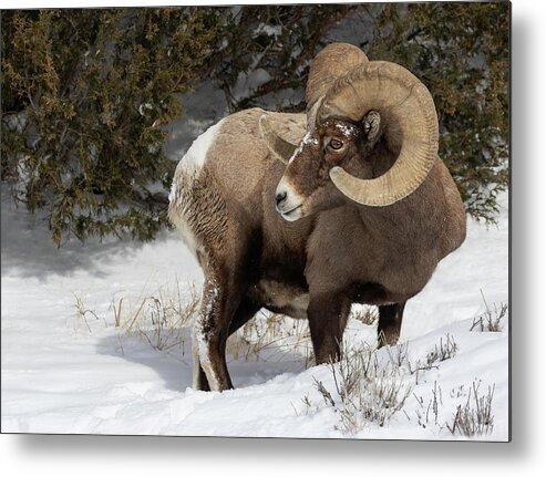 Ram Metal Print featuring the photograph A Glance Behind by Art Cole