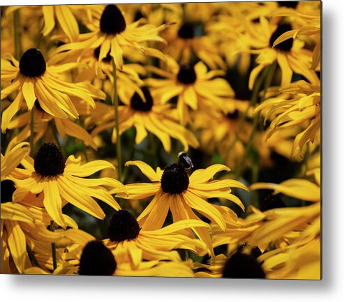 Plants Metal Print featuring the photograph Among the Blooms by Steven Clark