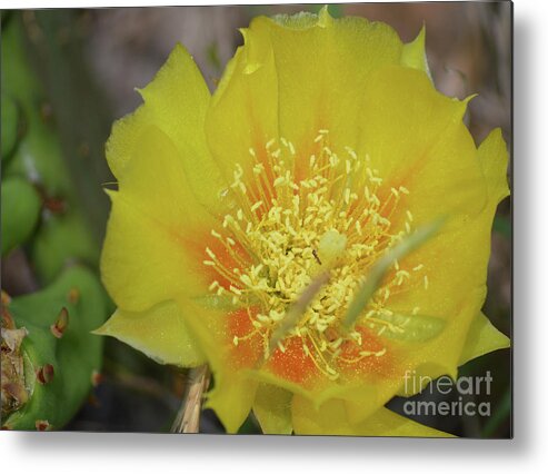 Cactus Metal Print featuring the photograph Ant on Cactus Flower II by Aicy Karbstein