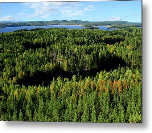 Scenics Metal Print featuring the photograph Autumn Forest by Messenjah