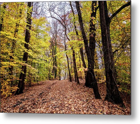 Fall Metal Print featuring the photograph Autumn Woods by Louis Dallara