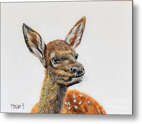 Calves Metal Print featuring the painting Baby Elk by Marilyn McNish