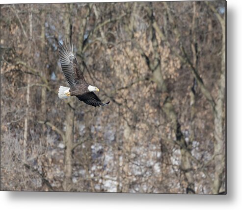 Bald Eagle Metal Print featuring the photograph Bald Eagle 2018-10 by Thomas Young