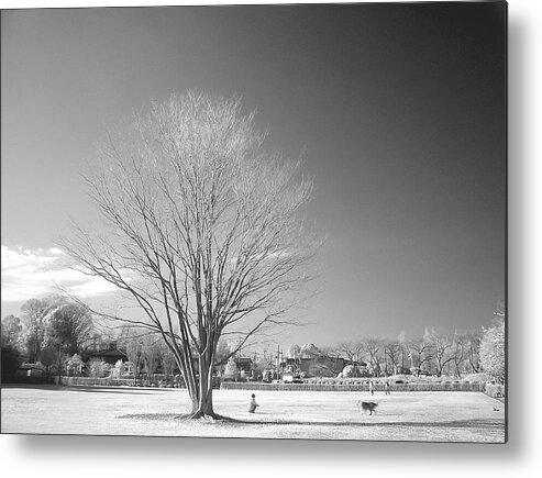 Snow Metal Print featuring the photograph Bare Frozen Tree In Winter by Yaplan