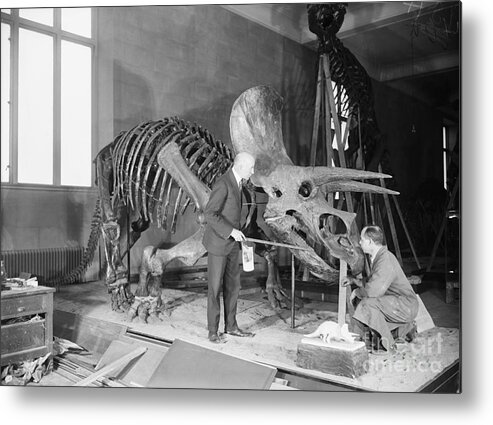 Horned Metal Print featuring the photograph Barnum Brown, Charles Langdino Skeleton by Bettmann