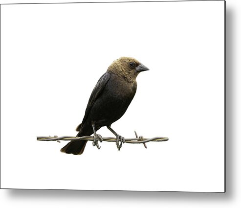 Nature Metal Print featuring the photograph Bird on Wire Brown Headed Cowbird by Jeff Phillippi