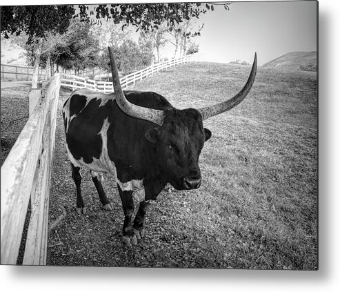 Black And White Longhorn Metal Print featuring the photograph Black and White Longhorn by Floyd Snyder