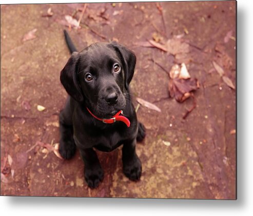 Pets Metal Print featuring the photograph Black Labrador Puppy by Juliet White