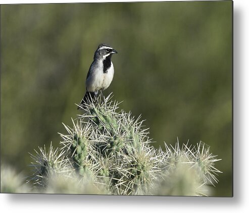 Bird Metal Print featuring the photograph Black-throated Sparrow by Ben Foster