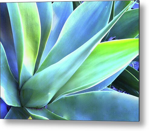 Agave Metal Print featuring the photograph Blue Agave by Denise Taylor