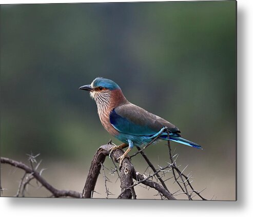 Blue Jay Metal Print featuring the photograph Blue Jay Or Indian Roller by Nature Photography By Jayaprakash
