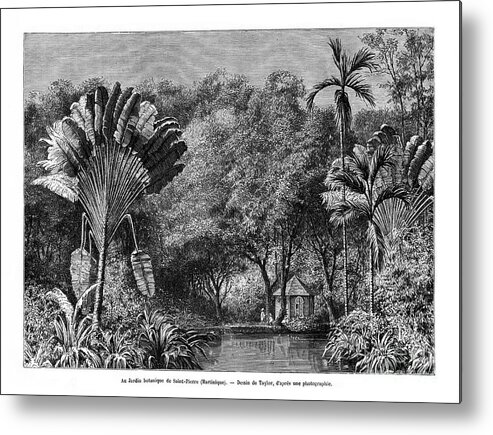 Engraving Metal Print featuring the drawing Botanical Garden, Saint-pierre by Print Collector
