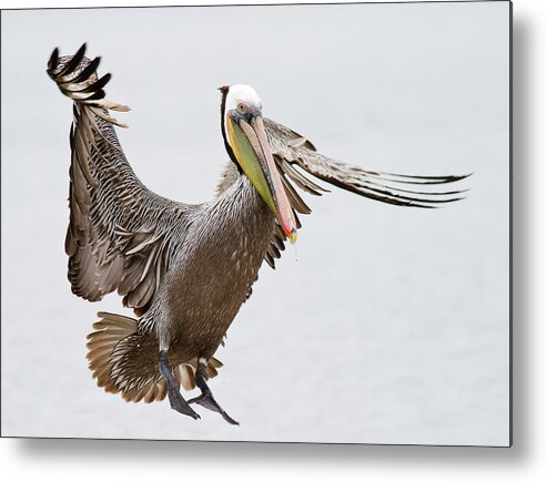Oakland Metal Print featuring the photograph Brown Pelican by By Davor Desancic