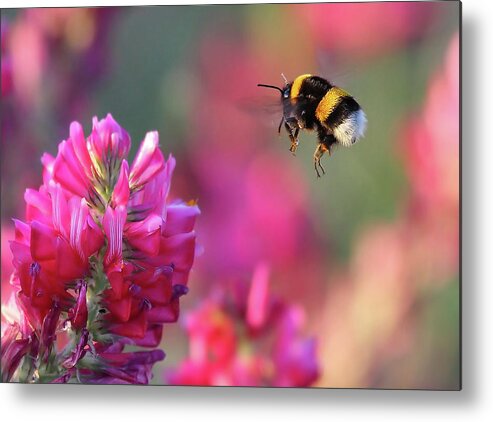 Bumble Bee Metal Print featuring the photograph Bumble Bee by Guido Frazzini