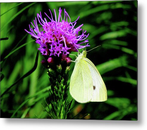 Cabbage White Butterfly Metal Print featuring the photograph Cabbage White and Purple by Linda Stern