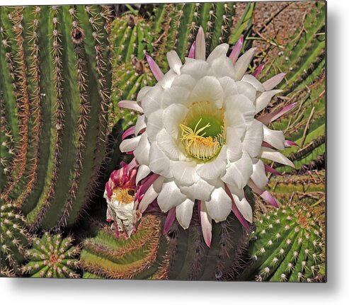 Argentinian Giant Metal Print featuring the photograph Cactus Blossom 3 by Lynda Lehmann