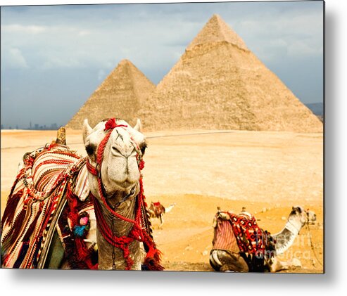 Arid Metal Print featuring the photograph Camel In Egypt by Nutsiam