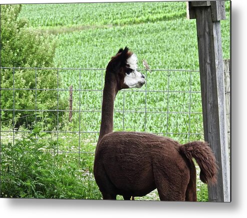 Bird Metal Print featuring the photograph The Conversation by Kathy Chism