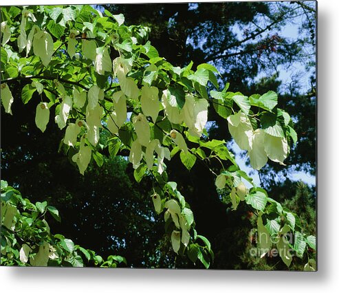 Biological Metal Print featuring the photograph Dove Tree (davidia Involucrata) by Geoff Kidd/science Photo Library