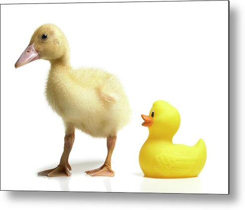 White Background Metal Print featuring the photograph Duckling And Rubber Duck by Fuse