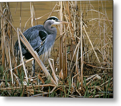 A Blue Heron Stands In A Group Of Tall Grass And Reeds At The Edge Of A Swamp Metal Print featuring the painting Early Spring - Great Blue Heron by Ron Parker